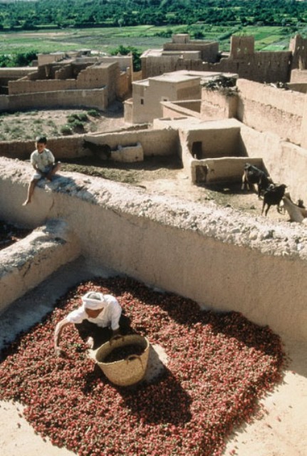 Drying fruit in Dades Valley